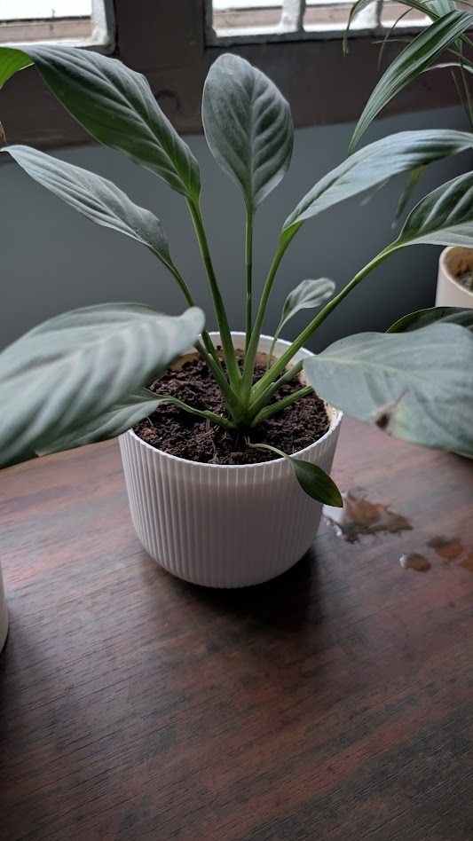 lily
