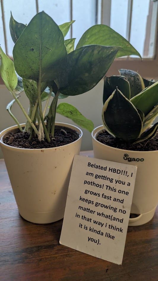 pothos